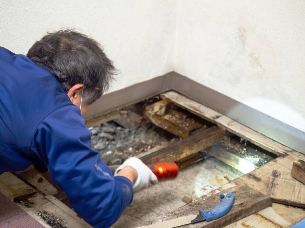 Best Office Mold Removal Services  in Blue Jay, OH