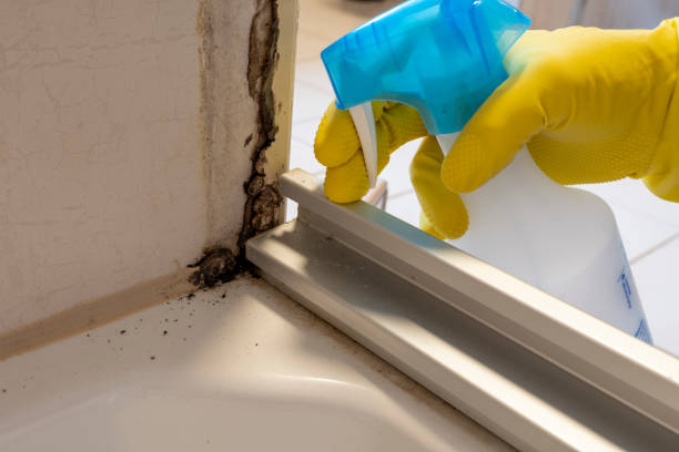 Best Attic Mold Removal  in Blue Jay, OH