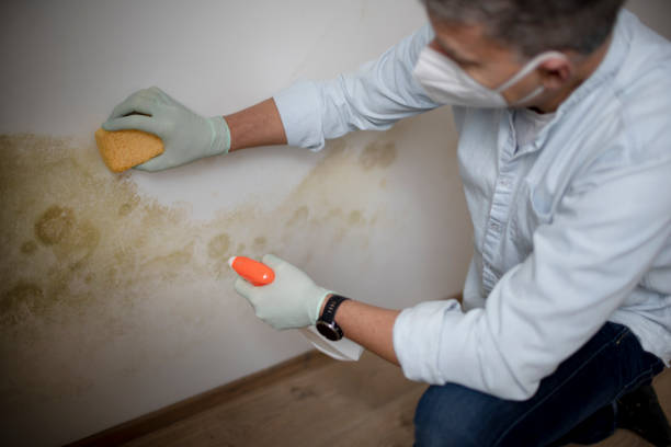 Best Residential Mold Removal  in Blue Jay, OH