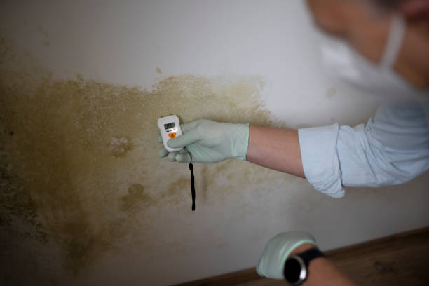 Best Emergency Mold Removal  in Blue Jay, OH