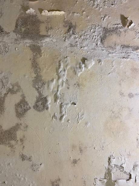 Attic Mold Removal in Blue Jay, OH