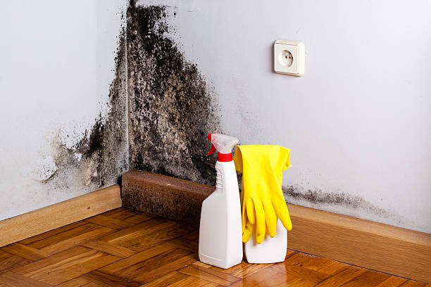 Best Home Mold Removal  in Blue Jay, OH